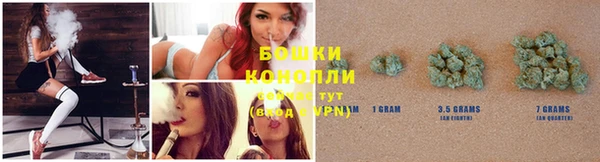 прущие грибы Каменногорск