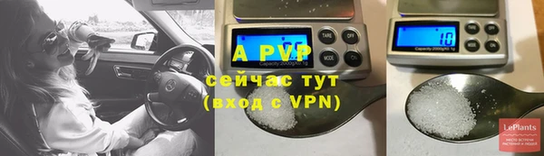 прущие грибы Каменногорск