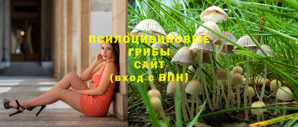 прущие грибы Каменногорск